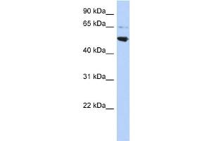 WB Suggested Anti-AP3M2 Antibody Titration: 0. (AP3M2 Antikörper  (Middle Region))