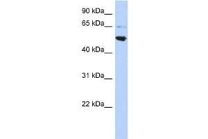 Western Blotting (WB) image for anti-Adaptor-Related Protein Complex 3, mu 2 Subunit (AP3M2) (Middle Region) antibody (ABIN2784846)
