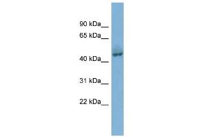 WB Suggested Anti-PYGO1 Antibody Titration:  0. (PYGO1 Antikörper  (Middle Region))