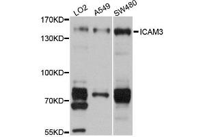 Western blot analysis of extracts of various cells, using ICAM3 antibody. (ICAM-3/CD50 Antikörper)