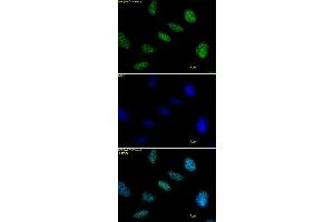 Histone H1 antibody tested by immunofluorescence.