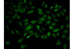 Immunofluorescence analysis of HeLa cell using YWHAB antibody. (YWHAB Antikörper)