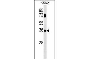 CSNK2B Antibody (ABIN659159 and ABIN2843776) western blot analysis in K562 cell line lysates (35 μg/lane).