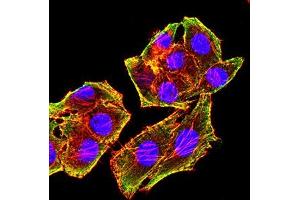 Immunofluorescence analysis of Hela cells using MSH6 mouse mAb (green). (MSH6 Antikörper  (AA 374-540))