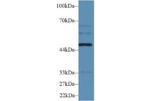 Western Blot; Sample: Human HepG2 cell lysate; Primary Ab: 2µg/ml Rabbit Anti-Rat WARS Antibody Second Ab: 0.