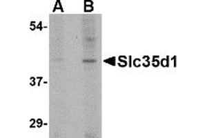 Western Blotting (WB) image for anti-Solute Carrier Family 35 (UDP-Glucuronic Acid/UDP-N-Acetylgalactosamine Dual Transporter), Member D1 (SLC35D1) (C-Term) antibody (ABIN1030675) (SLC35D1 Antikörper  (C-Term))