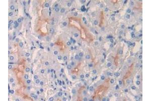 IHC-P analysis of Mouse Kidney Tissue, with DAB staining. (MME Antikörper  (AA 455-750))