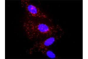 Proximity Ligation Analysis of protein-protein interactions between IL1B and A2M. (alpha 2 Macroglobulin Antikörper  (AA 641-730))