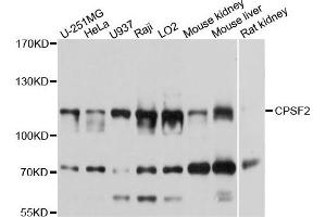 Western blot analysis of extracts of various cells, using CPSF2 antibody.