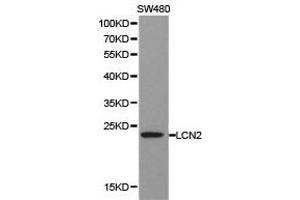 Western Blotting (WB) image for anti-Lipocalin 2 (LCN2) antibody (ABIN1873521) (Lipocalin 2 Antikörper)