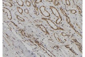 ABIN6260330 and ABIN6276872 at 1/100 staining Human kidney tissue by IHC-P.