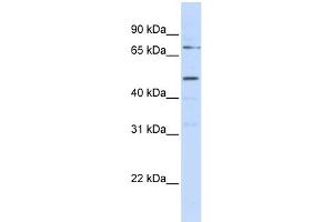 WB Suggested Anti-KREMEN1 Antibody Titration:  0. (KREMEN1 Antikörper  (N-Term))