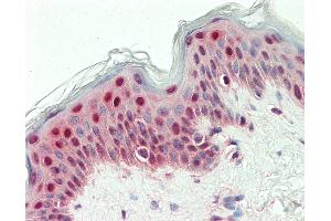 Anti-SYNCRIP / HnRNP Q antibody IHC staining of human skin. (SYNCRIP Antikörper  (HRP))