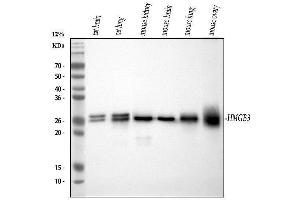 Western blot analysis of HMGB3 using anti-HMGB3 antibody (ABIN7603127). (HMGB3 Antikörper  (N-Term))