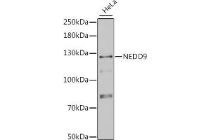 Western blot analysis of extracts of HeLa cells, using NEDD9 antibody (ABIN1873870) at 1:1000 dilution. (NEDD9 Antikörper)