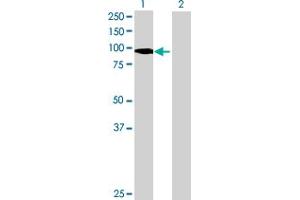 Western Blot analysis of PTPN22 expression in transfected 293T cell line by PTPN22 MaxPab polyclonal antibody. (PTPN22 Antikörper  (AA 1-752))