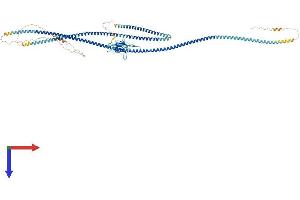 SLMAP Protein (AA 1-845) (His tag)