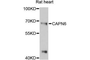 Western blot analysis of extracts of rat heart, using CAPN6 antibody (ABIN6290227) at 1:3000 dilution. (Calpain 6 Antikörper)
