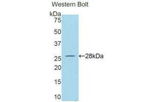 Western Blotting (WB) image for anti-Granzyme A (Granzyme 1, Cytotoxic T-Lymphocyte-Associated serine Esterase 3) (GZMA) (AA 29-260) antibody (Biotin) (ABIN1173282)