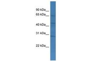 Image no. 1 for anti-Transmembrane and Coiled-Coil Domains 4 (TMCO4) (AA 355-404) antibody (ABIN6746423) (TMCO4 Antikörper  (AA 355-404))