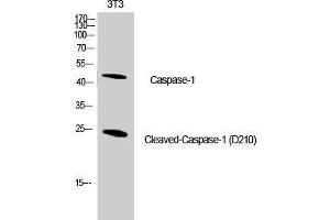 Western Blot analysis of NIH-3T3 cells using Cleaved-CASP1 (D210) Polyclonal Antibody at dilution of 1:1000. (Caspase 1 Antikörper  (Cleaved-Asp210))