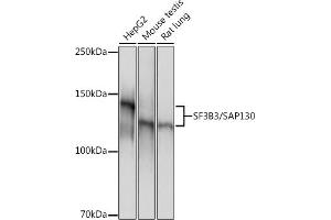 Western blot analysis of extracts of various cell lines, using SF3B3/S Rabbit mAb (ABIN7270544) at 1:1000 dilution. (SF3B3 Antikörper)