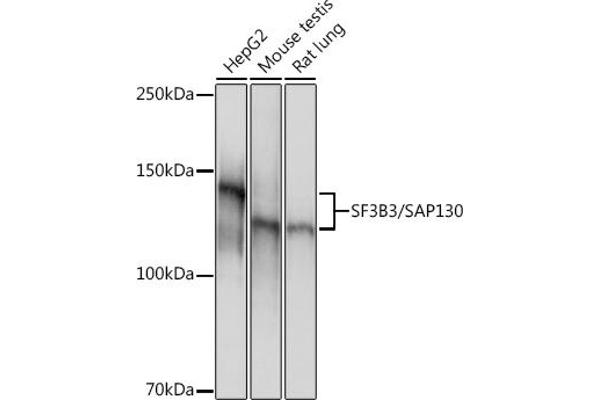 SF3B3 Antikörper