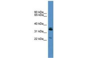 Image no. 1 for anti-Synaptoporin (SYNPR) (AA 91-140) antibody (ABIN6746589) (Synaptoporin Antikörper  (AA 91-140))