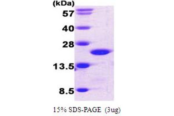 Cofilin Protein (AA 1-166) (His tag)