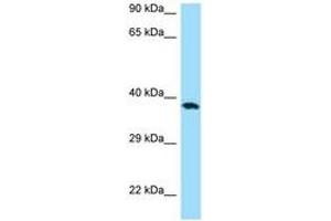 Image no. 1 for anti-CD276 (CD276) (C-Term) antibody (ABIN6748474) (CD276 Antikörper  (C-Term))