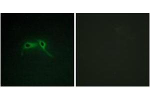Immunofluorescence analysis of HepG2 cells, using NF1 Antibody. (Neurofibromin 1 Antikörper  (AA 1551-1600))