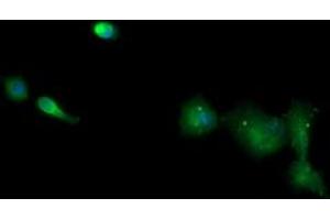 Immunofluorescence (IF) image for anti-T-cell surface glycoprotein CD1c (CD1C) antibody (ABIN1497190) (CD1c Antikörper)
