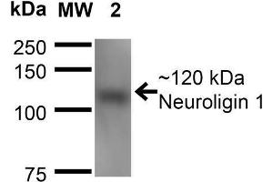 Western Blot analysis of Mouse Brain Membrane showing detection of ~120 kDa Neuroligin 1 protein using Mouse Anti-Neuroligin 1 Monoclonal Antibody, Clone S97A-31 . (Neuroligin 1 Antikörper  (AA 718-843) (FITC))