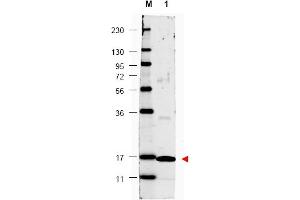 Image no. 1 for anti-Interleukin 17A (IL17A) antibody (ABIN401100) (Interleukin 17a Antikörper)