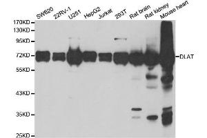 Western Blotting (WB) image for anti-Dihydrolipoyl Transacetylase (DLAT) antibody (ABIN1980304) (DLAT Antikörper)