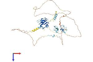 APLF Protein (AA 1-499) (His tag)