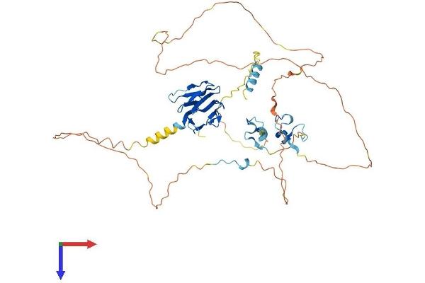 APLF Protein (AA 1-499) (His tag)