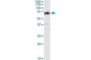 Immunoprecipitation (IP) image for anti-Calcium/calmodulin-Dependent Protein Kinase Kinase 2, beta (CAMKK2) (AA 1-541) antibody (ABIN950067)
