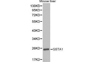 Western Blotting (WB) image for anti-Glutathione S-Transferase alpha 1 (GSTA1) (AA 1-222) antibody (ABIN3022279) (GSTA1 Antikörper  (AA 1-222))