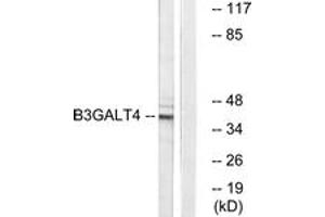 Western Blotting (WB) image for anti-UDP-Gal:betaGlcNAc beta 1,3-Galactosyltransferase, Polypeptide 4 (B3GALT4) (AA 181-230) antibody (ABIN2890160) (B3GALT4 Antikörper  (AA 181-230))