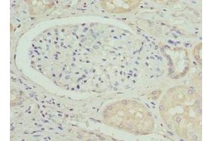 Immunohistochemistry of paraffin-embedded human kidney tissue using ABIN7162309 at dilution of 1:100 (Osteocalcin Antikörper  (AA 52-100))