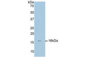 Detection of Recombinant ANXA3, Human using Polyclonal Antibody to Annexin A3 (ANXA3) (Annexin A3 Antikörper  (AA 190-312))