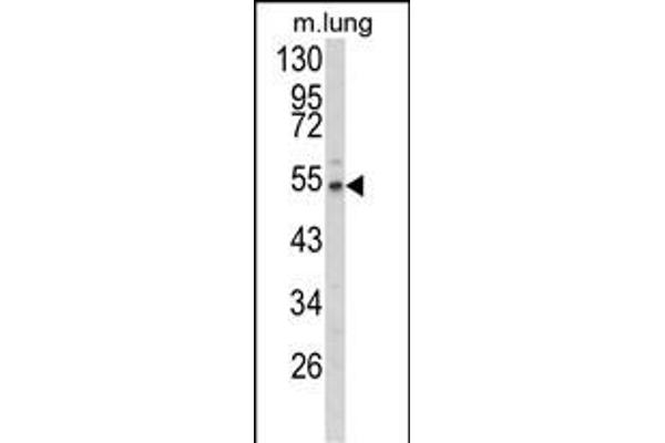 FBLN3 Antikörper  (N-Term)
