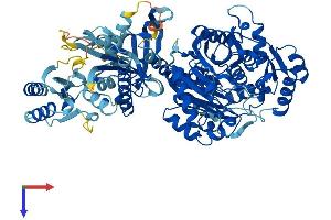 CARNS1 Protein (AA 1-827) (His tag)