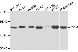 Western blot analysis of extracts of various cell lines, using RPL4 antibody. (RPL4 Antikörper  (AA 1-240))