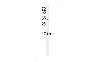 TSH-alpha Antibody (C-term) (ABIN655867 and ABIN2845273) western blot analysis in HepG2 cell line lysates (35 μg/lane). (CGA Antikörper  (C-Term))