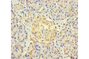 Immunohistochemistry of paraffin-embedded human pancreatic tissue using ABIN7165478 at dilution of 1:100 (FAM234B Antikörper  (AA 401-622))
