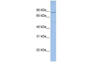 PCDHGA4 antibody used at 1 ug/ml to detect target protein. (Protocadherin gamma Subfamily A, 4 (PCDHGA4) (N-Term) Antikörper)