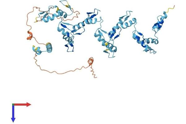 ZNF490 Protein (AA 1-529) (His tag)