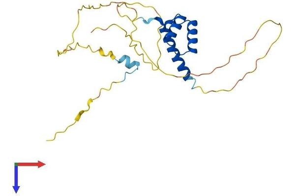BSX Protein (AA 1-232) (His tag)